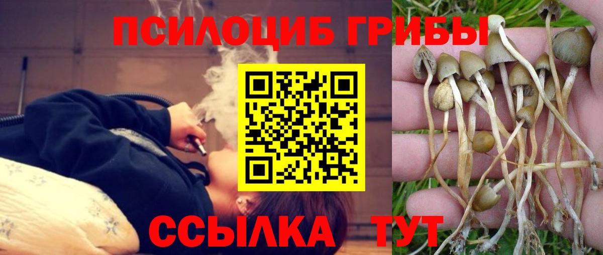 Псилоцибиновые грибы мицелий Электрогорск